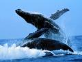 Baleine 015